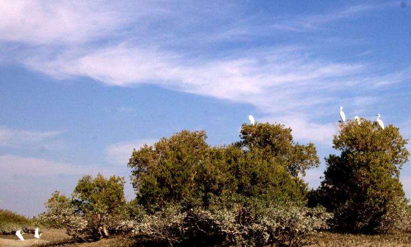 IMG_6650.CR2.jpg